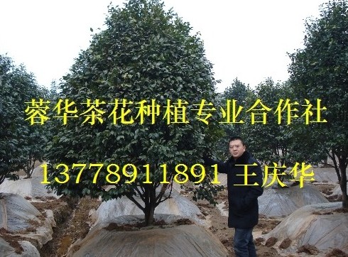 四川茶花基地-产品27