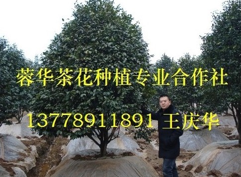 四川茶花基地|四川茶花种植基地|四川茶花繁育基地|四川宜宾茶花基地 