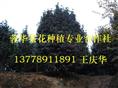 四川茶花基地-产品26
