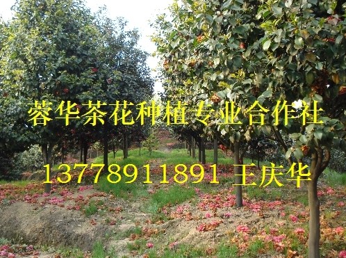 茶花基地-产品48
