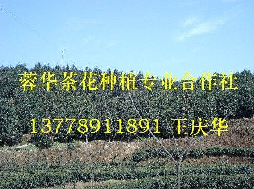 宜宾茶花-产品19