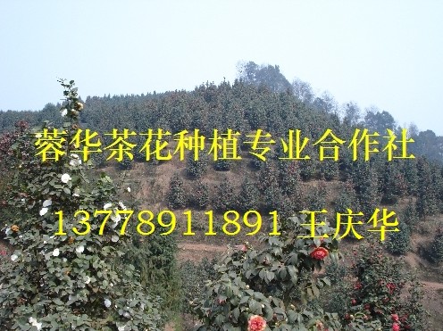 茶花苗木基地-产品36