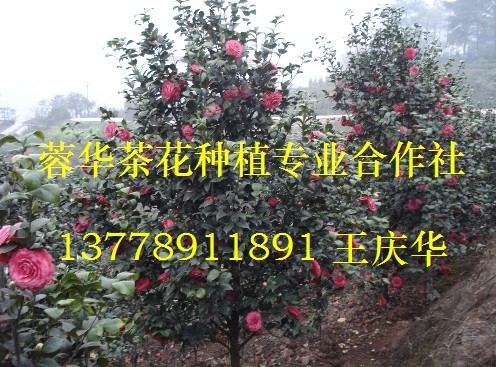 宜宾茶花-产品20