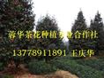 茶花基地-产品10