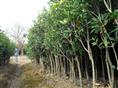 桂花价格、桂花批发、桂花基地、出售桂花、广西桂花树、广西桂花批发 