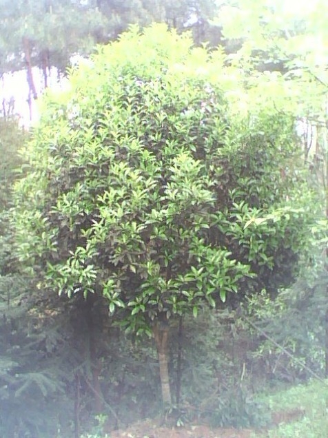 桂花、桂花价格、桂花批发、供应桂花、销售桂花、出售桂花 