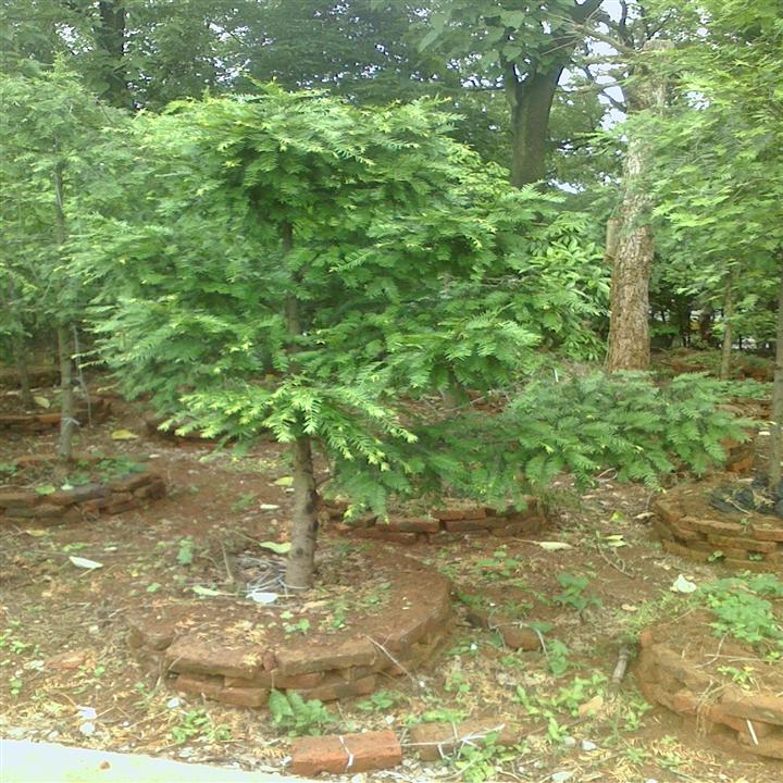 南方红豆杉盆景，广西南方红豆杉，南方红豆杉种子，南方红豆杉 