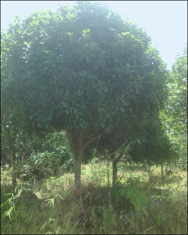 供应广西桂花|出售广西桂花|广西桂花种子|桂花价格|广西桂花报价 