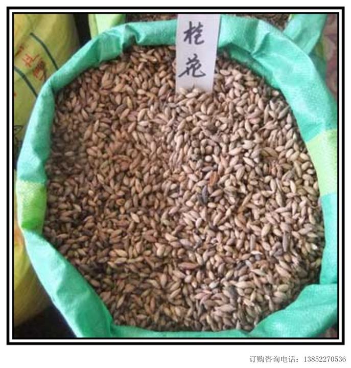 广西桂花树-广西桂花基地/广西桂花/广西桂花树6 