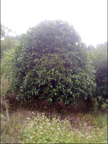 桂花-广西桂花/广西桂林桂花/广西桂花基地/广西桂花批发、桂林桂花供应5 