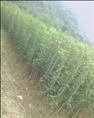桂花价格、桂花批发、桂花基地、出售桂花、广西桂花树、广西桂花批发 