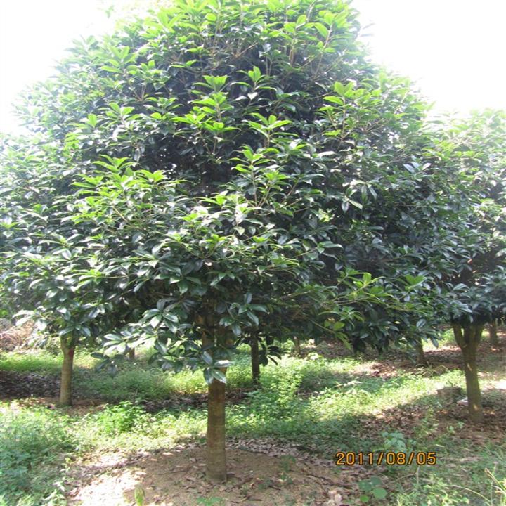 广西桂花价格\广西桂花树\广西桂花批发\