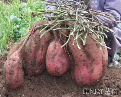 高淀粉红薯苗 