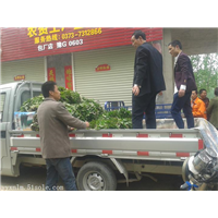 新乡红薯苗培养技能 
