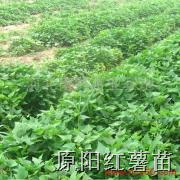 红薯苗 