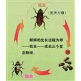 青岛消杀公司| 青岛消杀公司电话