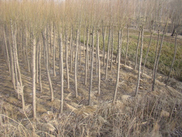 8公分旱柳|”陕西旱柳种植基地||陕西旱柳出售-|陕西旱柳 