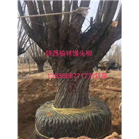 陕西馒头柳，陕西馒头柳树苗，陕西馒头柳价格 