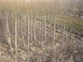 8公分旱柳|”陕西旱柳种植基地||陕西旱柳出售-|陕西旱柳 