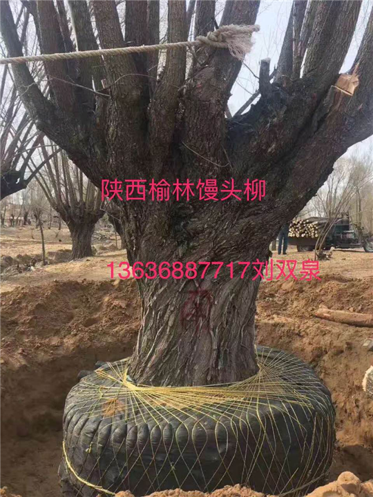 陕西馒头柳，陕西馒头柳树苗，陕西馒头柳价格 