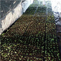 五指毛桃药材种苗基地