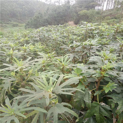 各种五指毛桃种子-种苗 