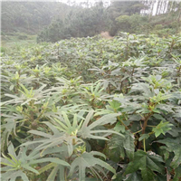 各种五指毛桃种子-种苗 
