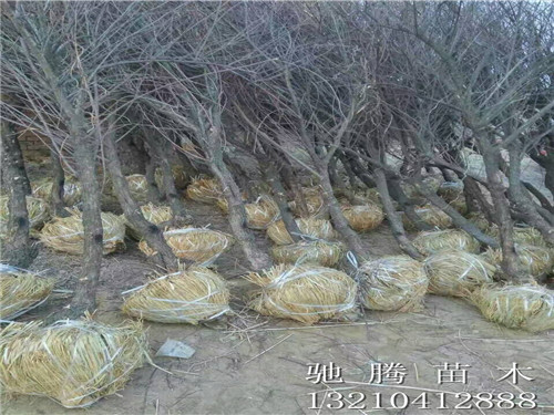 8公分柽柳 