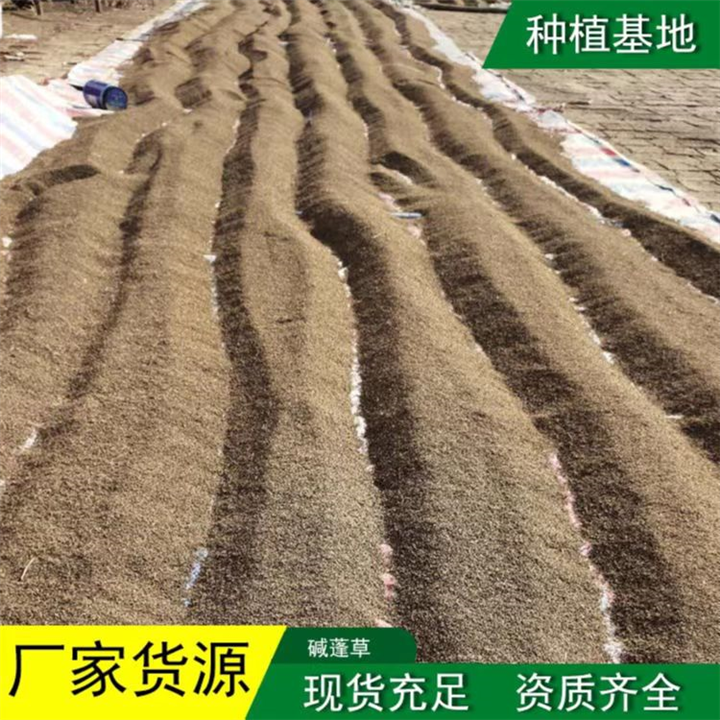碱蓬草、赤碱蓬、翅碱蓬、黄须菜