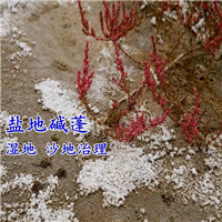 碱蓬草又称海英菜，是典型的盐生植物
