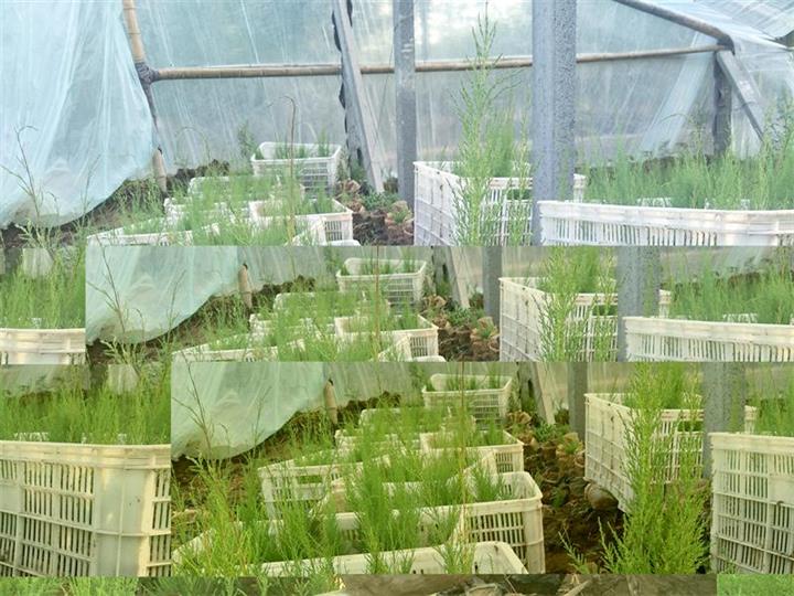 20公分高盐松苗 