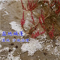 碱地碱蓬草