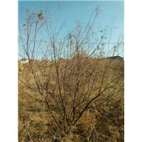柽柳1.5米 