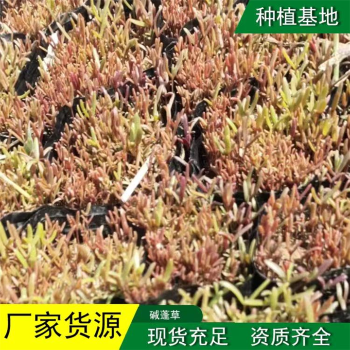 关于碱蓬草种植技术
