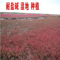 耐盐碱碱蓬草