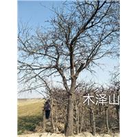 杜梨25公分 