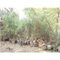 70公分高柽柳容器苗发江苏盐城 