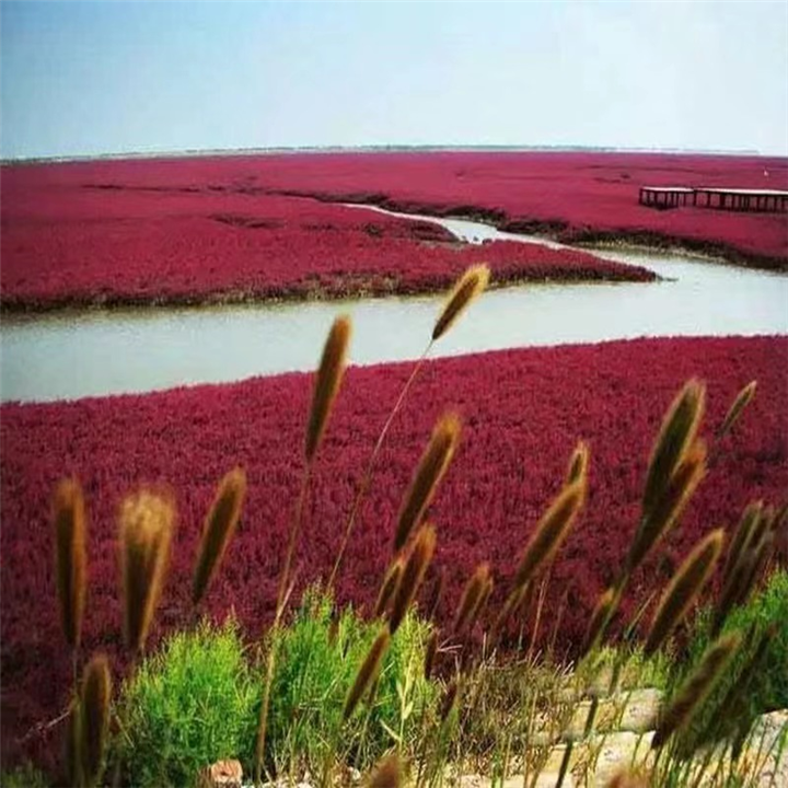 碱蓬草基地