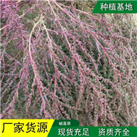 碱蓬草小苗
