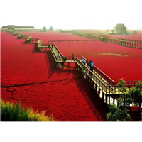 碱蓬草基地