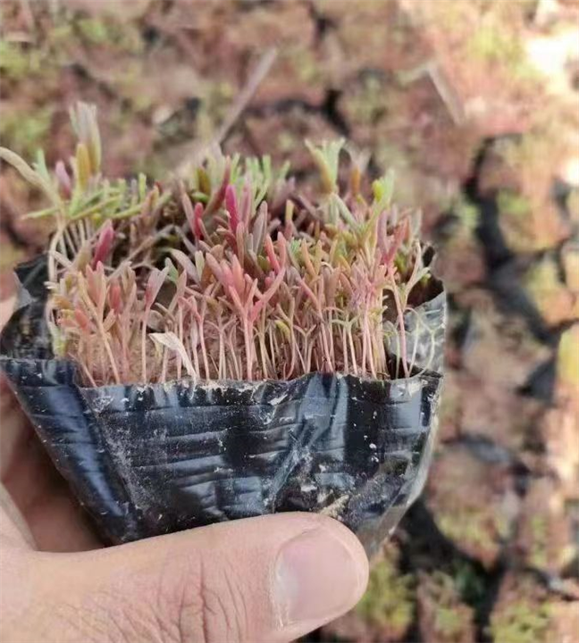 碱蓬草小苗