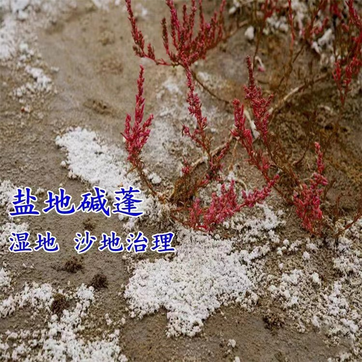碱地碱蓬草