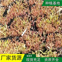 盐碱地碱蓬草