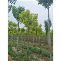 金叶白蜡5-7公分数量5000棵 