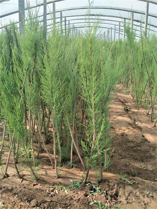 柽柳60公分营养杯苗 