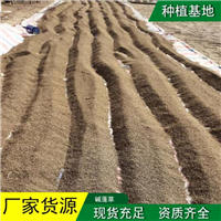 碱蓬种子