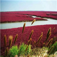 碱蓬草基地