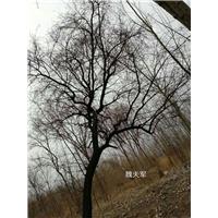 杜梨22公分 