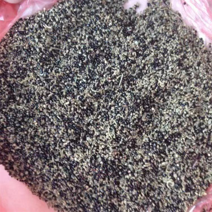 碱蓬种子