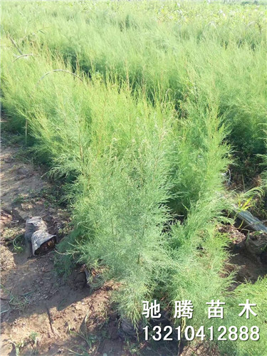 盐松苗木 